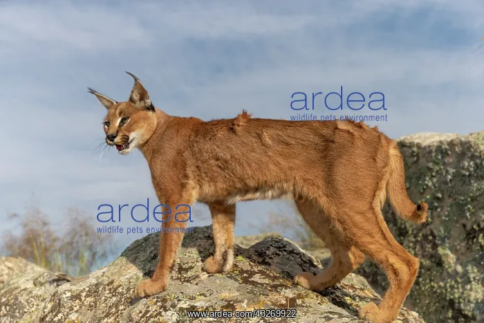 : Caracal (Caracal caracal), present en Afrique : Caracal (Caracal caracal), present en Afrique