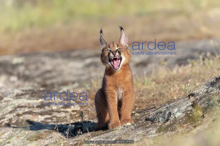 : Caracal (Caracal caracal), present en Afrique : Caracal (Caracal caracal), present en Afrique