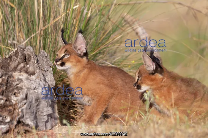 : Caracal (Caracal caracal), present en Afrique : Caracal (Caracal caracal), present en Afrique