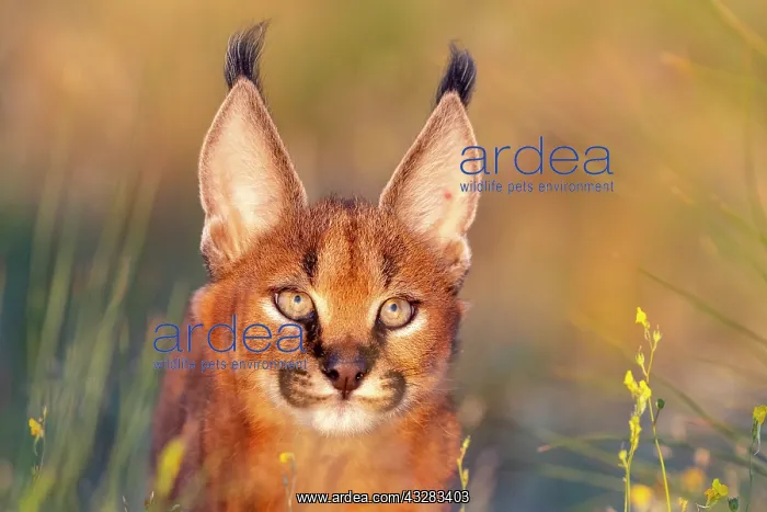 : Caracal (Caracal caracal), present en Afrique : Caracal (Caracal caracal), present en Afrique