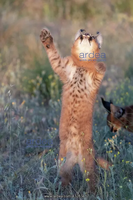 : Caracal (Caracal caracal), present en Afrique : Caracal (Caracal caracal), present en Afrique