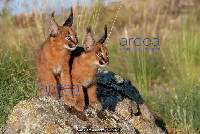 : Caracal (Caracal caracal), present en Afrique : Caracal (Caracal caracal), present en Afrique