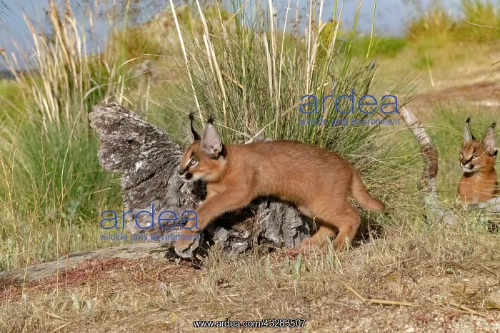  : Caracal (Caracal caracal), present en Afrique