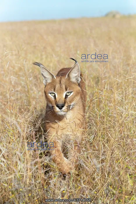 : Caracal (Caracal caracal), present en Afrique : Caracal (Caracal caracal), present en Afrique