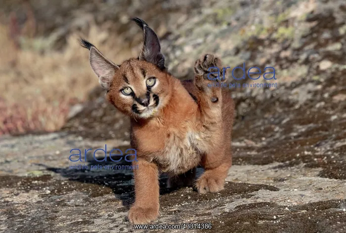 : Caracal (Caracal caracal), present en Afrique : Caracal (Caracal caracal), present en Afrique