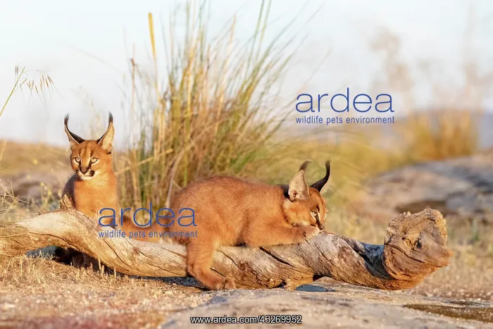 : Caracal (Caracal caracal), present en Afriquue : Caracal (Caracal caracal), present en Afriquue