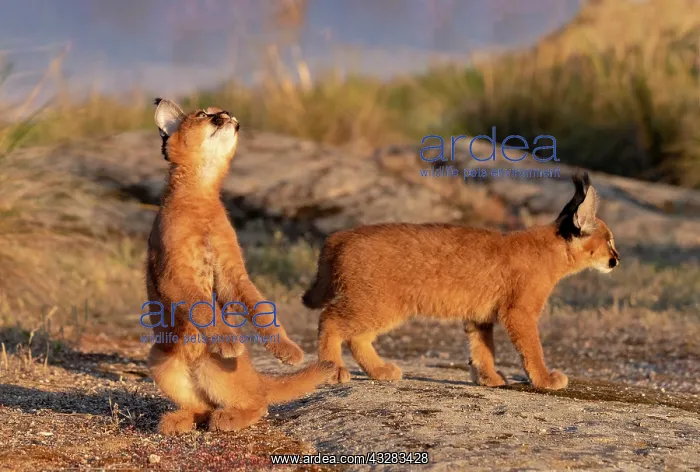 : Caracal (Caracal caracal), present en Afriquue : Caracal (Caracal caracal), present en Afriquue