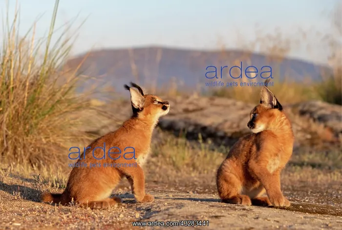 : Caracal (Caracal caracal), present en Afriquue : Caracal (Caracal caracal), present en Afriquue