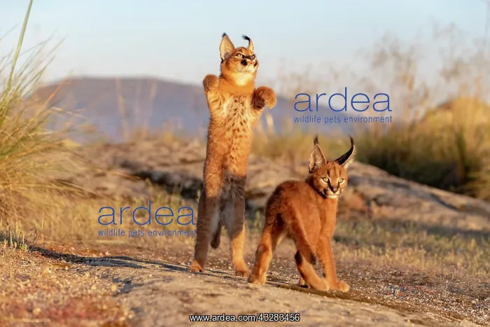 : Caracal (Caracal caracal), present en Afriquue : Caracal (Caracal caracal), present en Afriquue