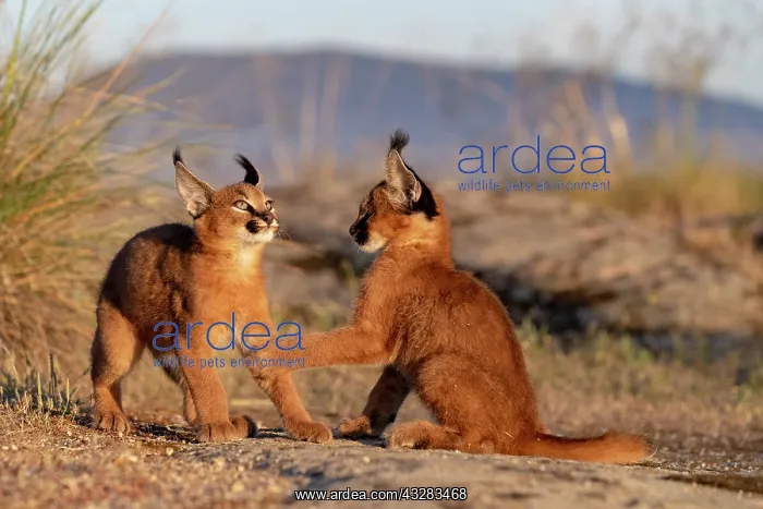 : Caracal (Caracal caracal), present en Afriquue : Caracal (Caracal caracal), present en Afriquue