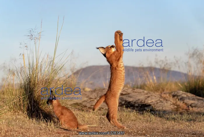 : Caracal (Caracal caracal), present en Afriquue : Caracal (Caracal caracal), present en Afriquue