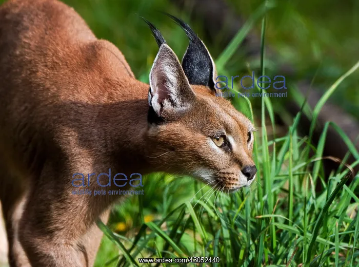 : Caracal (Caracal caracal) stalking through grass : Caracal (Caracal caracal) stalking through grass