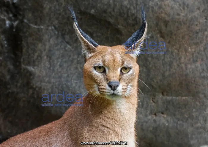 : Caracal (Caracal caracal). The word Caracal comes : Caracal (Caracal caracal). The word Caracal comes