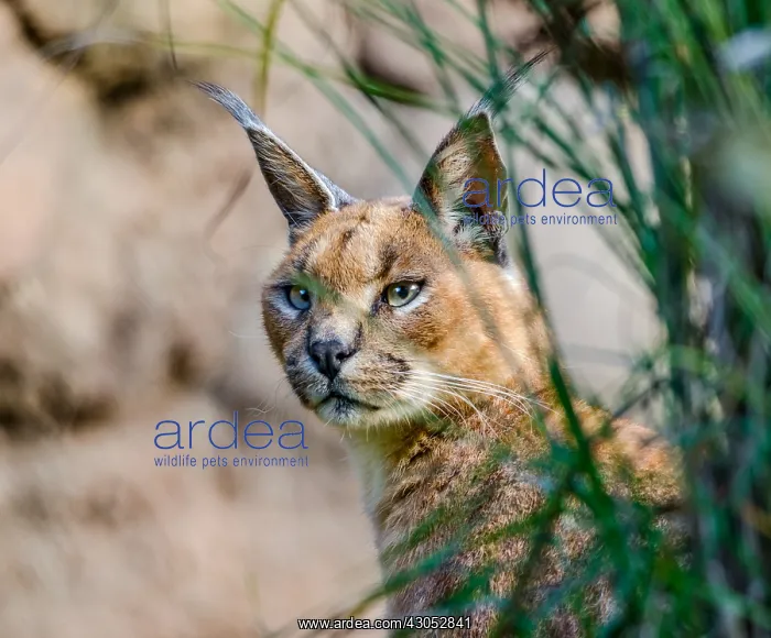 : Caracal (Caracal caracal). The word Caracal comes : Caracal (Caracal caracal). The word Caracal comes