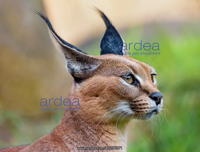 : Caracal (Caracal caracal). The word Caracal comes : Caracal (Caracal caracal). The word Caracal comes