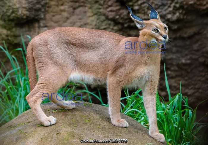 : Caracal (Caracal caracal). The word Caracal comes : Caracal (Caracal caracal). The word Caracal comes