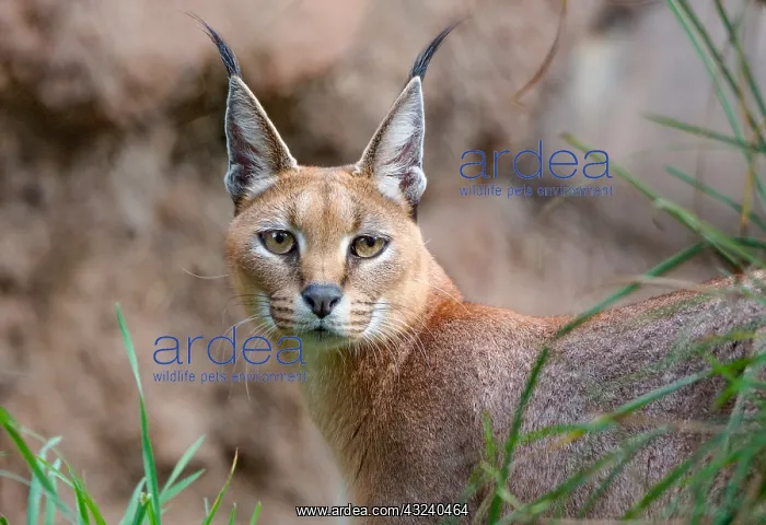 : Caracal (Caracal caracal). The word Caracal comes : Caracal (Caracal caracal). The word Caracal comes