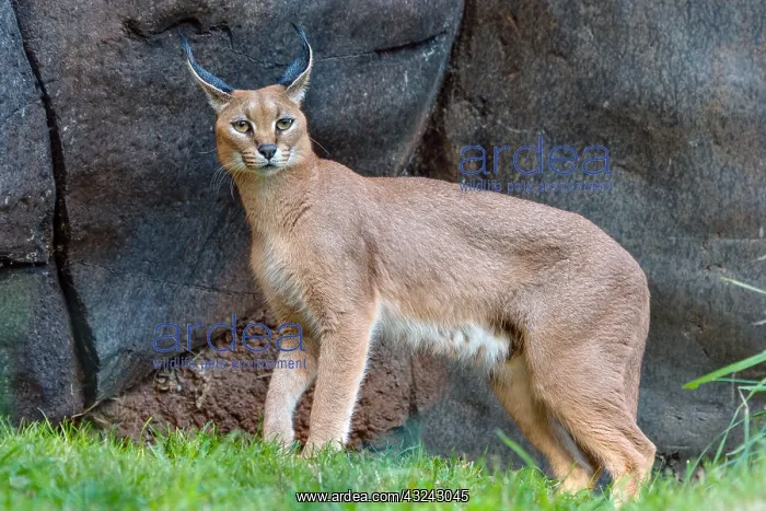: Caracal (Caracal caracal). The word Caracal comes : Caracal (Caracal caracal). The word Caracal comes