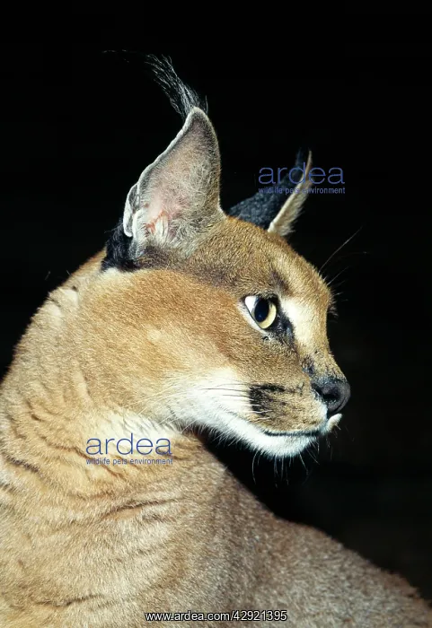 : Caracal - Close up of head : Caracal - Close up of head