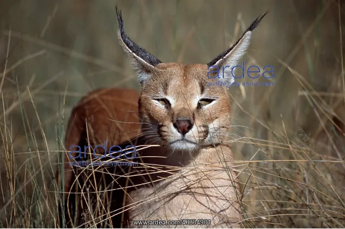 : CARACAL - close-up of face : CARACAL - close-up of face