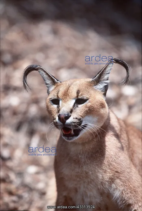 : CARACAL - close-up of head, mouth open : CARACAL - close-up of head, mouth open