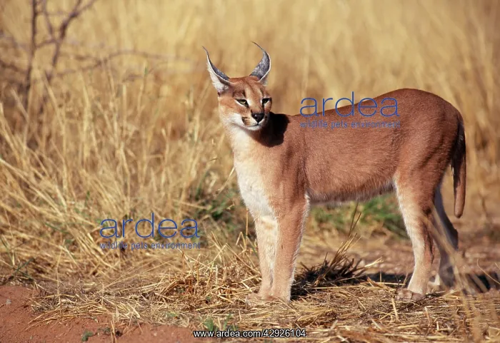 : CARACAL - Female, side view : CARACAL - Female, side view