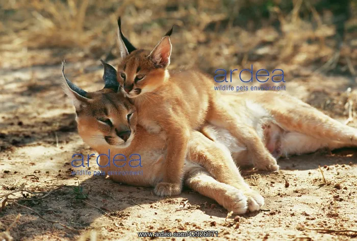  : CARACAL - female and young