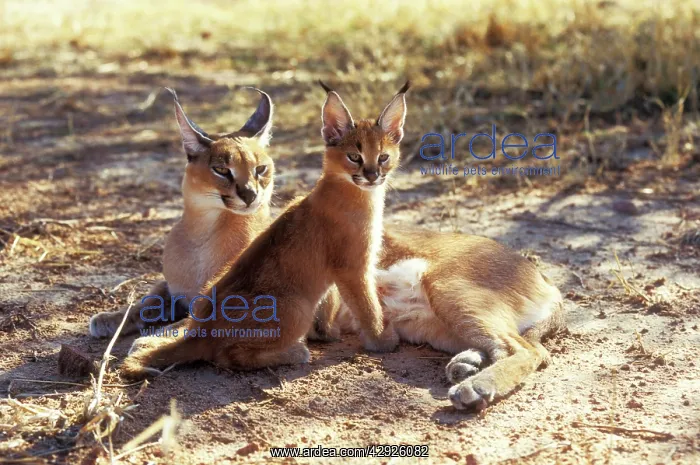 : CARACAL - female and young : CARACAL - female and young