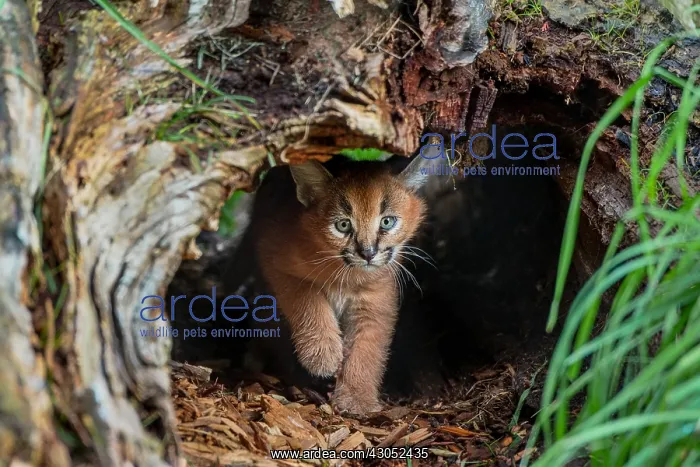  : Caracal Kitten (Caracal caracal)--this cat is about
