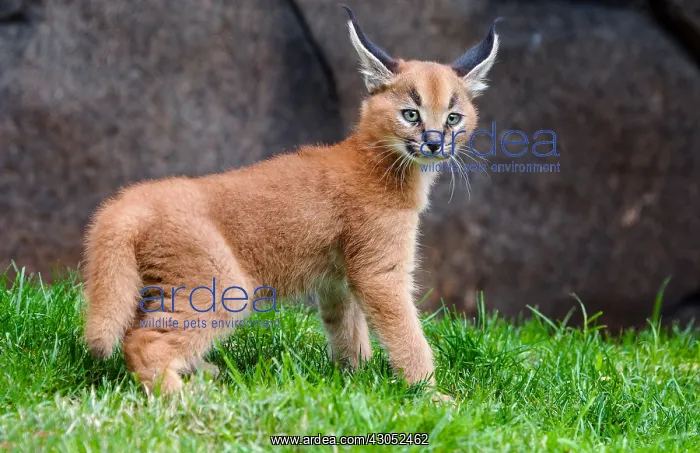 : Caracal Kitten (Caracal caracal)--this cat is about : Caracal Kitten (Caracal caracal)--this cat is about