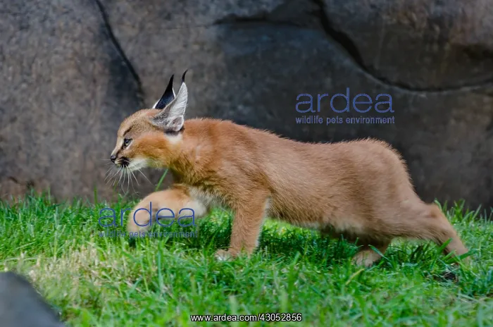  : Caracal Kitten (Caracal caracal)--this cat is about