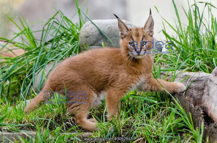 : Caracal Kitten (Caracal caracal)--this cat is about : Caracal Kitten (Caracal caracal)--this cat is about