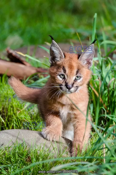 : Caracal Kitten (Caracal caracal)--this cat is about : Caracal Kitten (Caracal caracal)--this cat is about