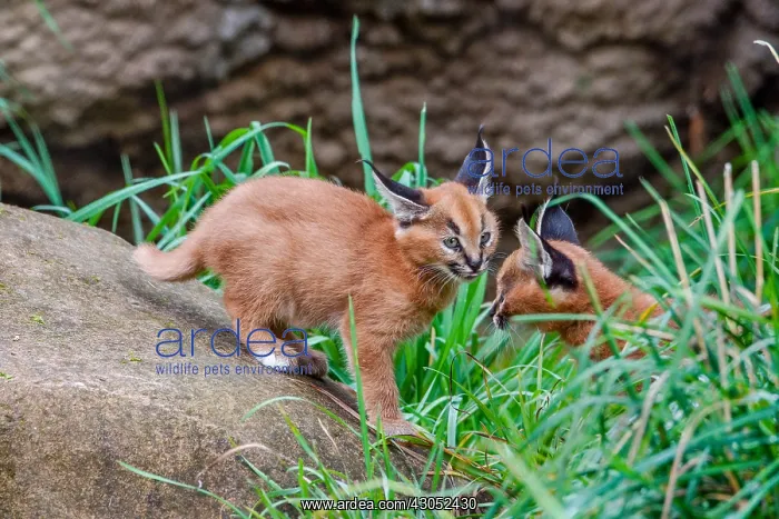 : Caracal Kittens (Caracal caracal)--these cubs are : Caracal Kittens (Caracal caracal)--these cubs are