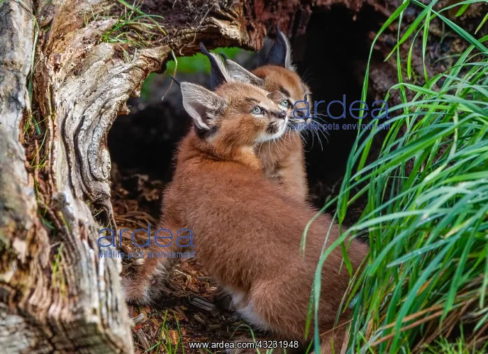  : Caracal Kittens (Caracal caracal)--these cubs are
