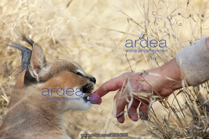 : Caracal - tender interaction between semi-tame : Caracal - tender interaction between semi-tame