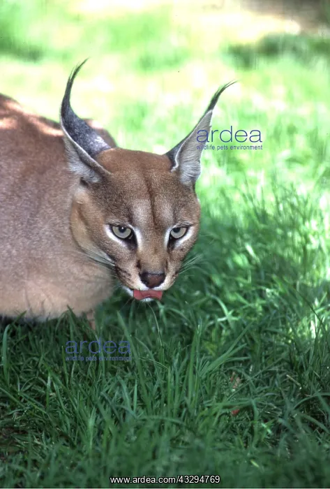 : CARACAL - with tongue out : CARACAL - with tongue out