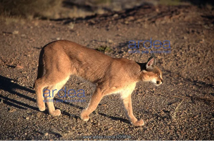: CARACAL - walking : CARACAL - walking