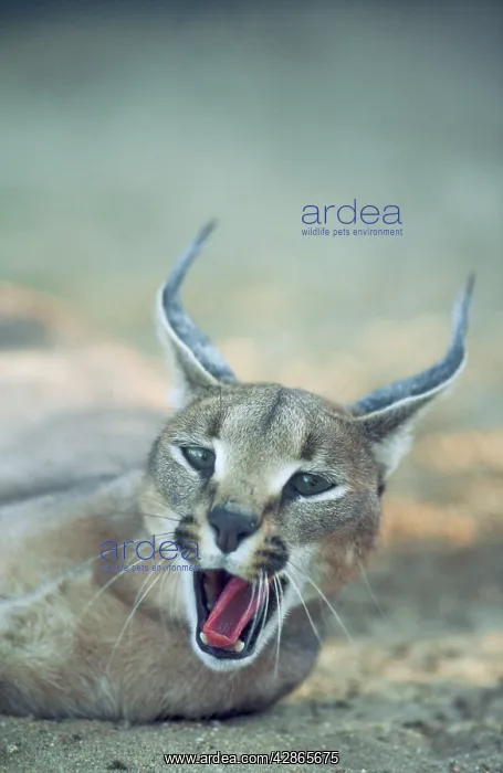 : CARACAL - YAWNING : CARACAL - YAWNING