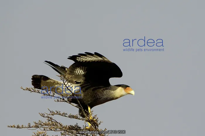 : Caracara. Crested Caracara, Polyborus plancus, Chile : Caracara. Crested Caracara, Polyborus plancus, Chile