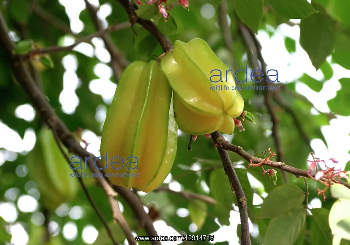 : CARAMBOLA tree showing fruit - Star fruit / Carambola : CARAMBOLA tree showing fruit - Star fruit / Carambola