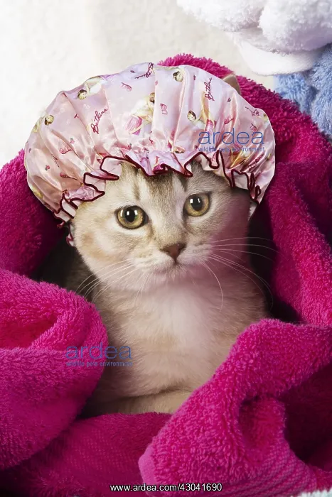 : Caramel silver Burmilla Cat wearing shower cap : Caramel silver Burmilla Cat wearing shower cap