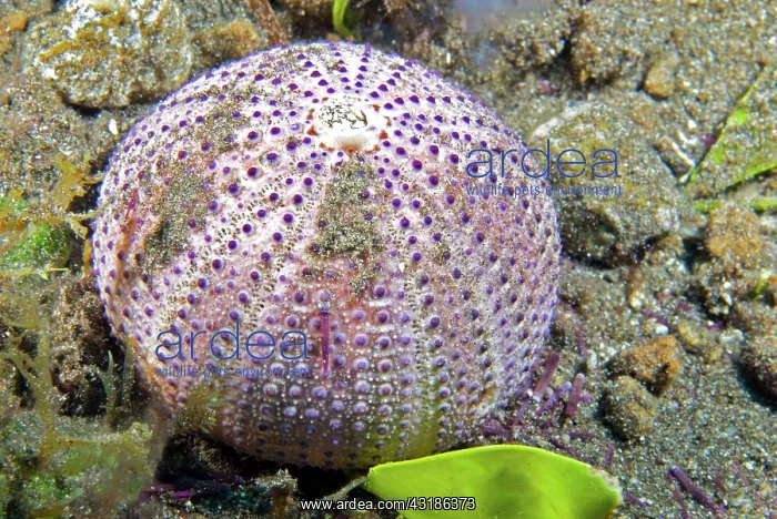 : Carapace of Purple sea urchin (Sphaerechinus granularis) : Carapace of Purple sea urchin (Sphaerechinus granularis)