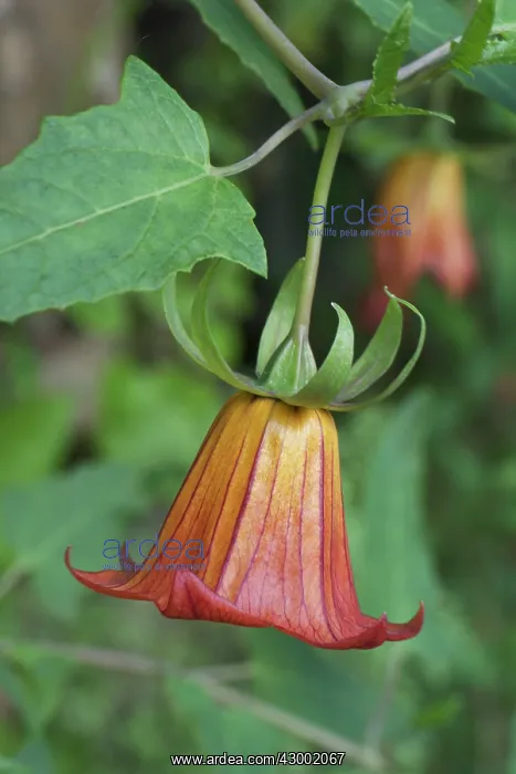 : Cararina canariensis : Cararina canariensis