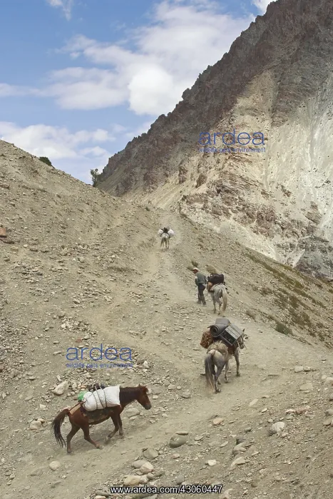 : Caravan climbing on a mule track in mountain India : Caravan climbing on a mule track in mountain India