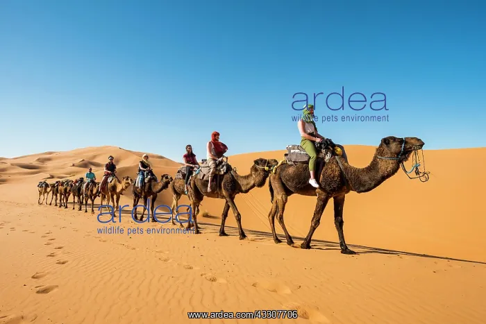 : Caravan with dromedaries (Camelus dromedarius) : Caravan with dromedaries (Camelus dromedarius)
