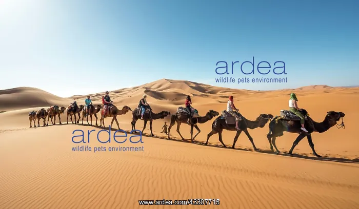 : Caravan with dromedaries (Camelus dromedarius) : Caravan with dromedaries (Camelus dromedarius)