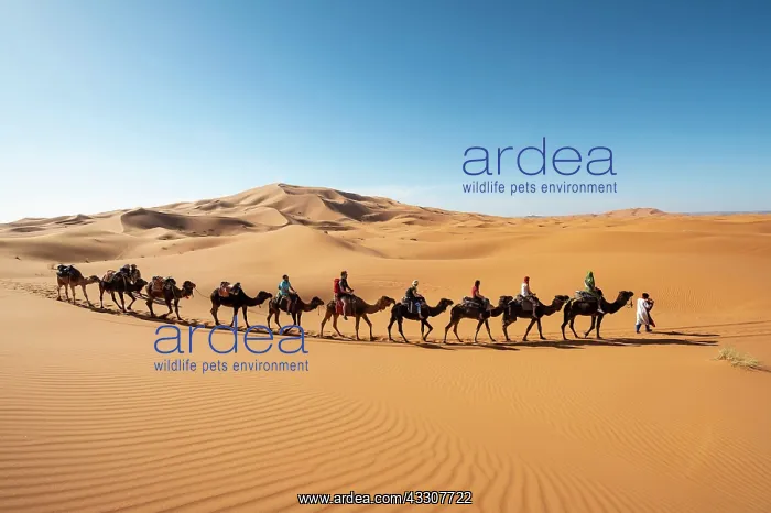 : Caravan with dromedaries (Camelus dromedarius) : Caravan with dromedaries (Camelus dromedarius)