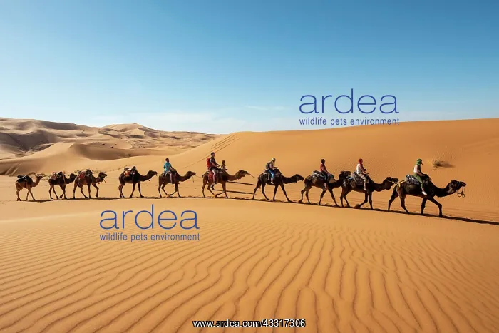 : Caravan with dromedaries (Camelus dromedarius) : Caravan with dromedaries (Camelus dromedarius)