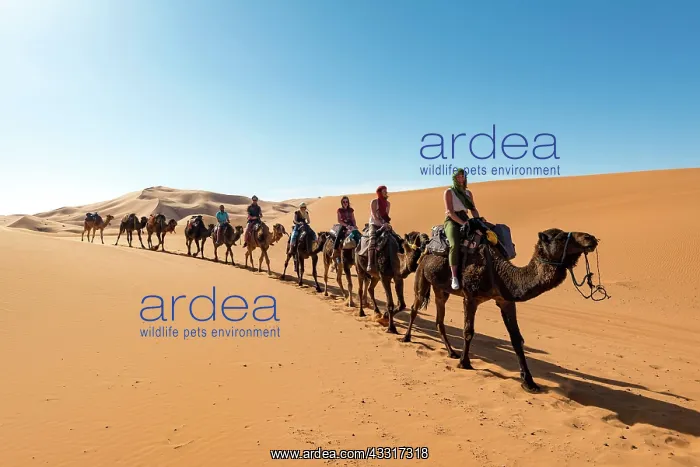 : Caravan with dromedaries (Camelus dromedarius) : Caravan with dromedaries (Camelus dromedarius)